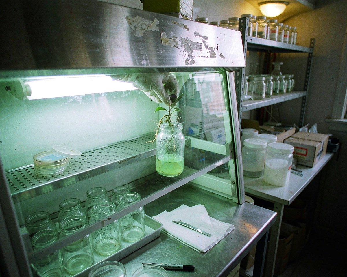 what consumables does plant tissue culture need